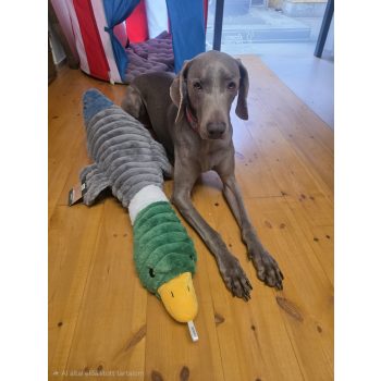 Plüss GigaKacsa - 91 cm ( Quapas! )