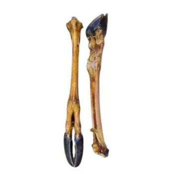 Szárított Szarvasláb patával - darabra - több méretben