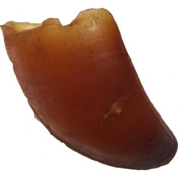 Szárított Borjúpata (Teomann)