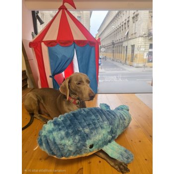 Plüss GigaBálna - 91 cm ( Quapas! )