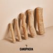 Kávéfa Xs /Canophera/