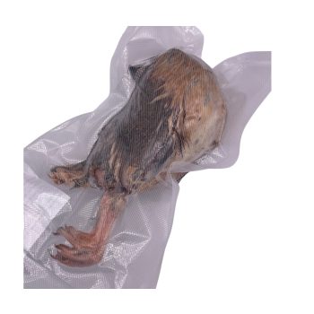 Fürj egészben tollal